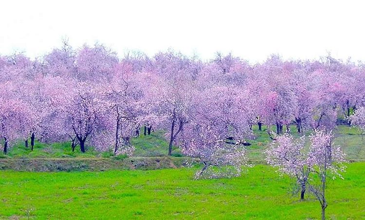 Spring Packages
