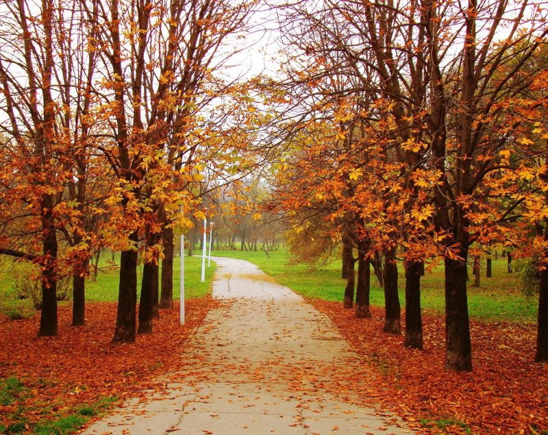 Autumn Packages